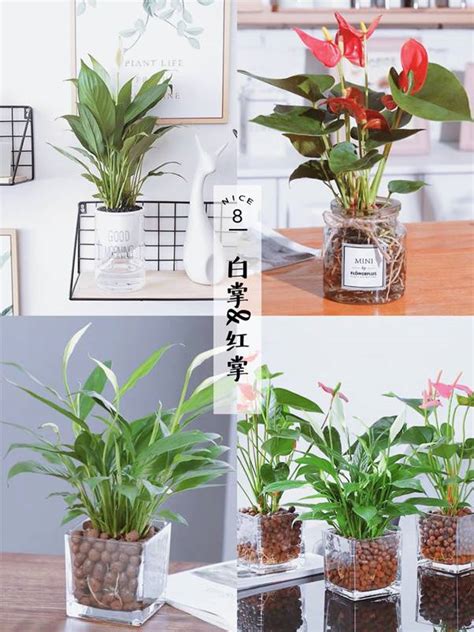 室內水種植物|【水種】不可錯過的9大水培室內植物 